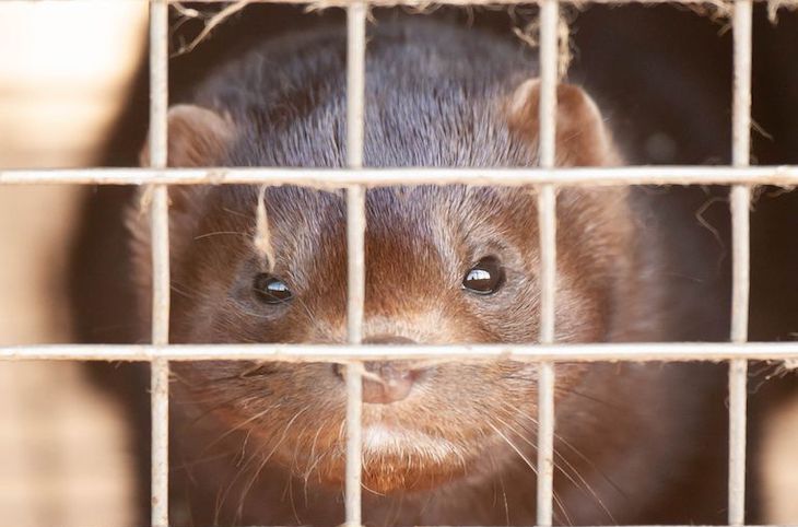 Qué pasa con los animales domésticos y COVID-19