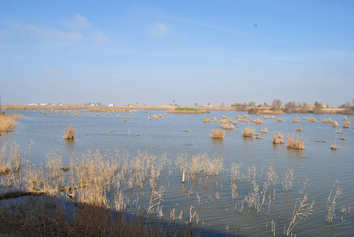 Riet Vell de SEO/BirdLife: 20 años produciendo arroz ecológico