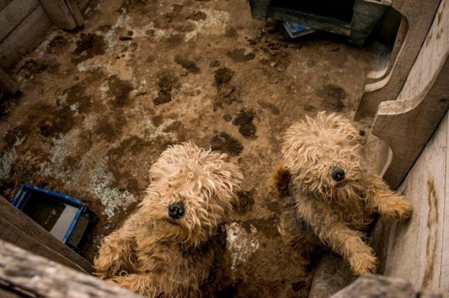 El Ayuntamiento de Tres Cantos expedienta al criadero de perros de Aguas Claras