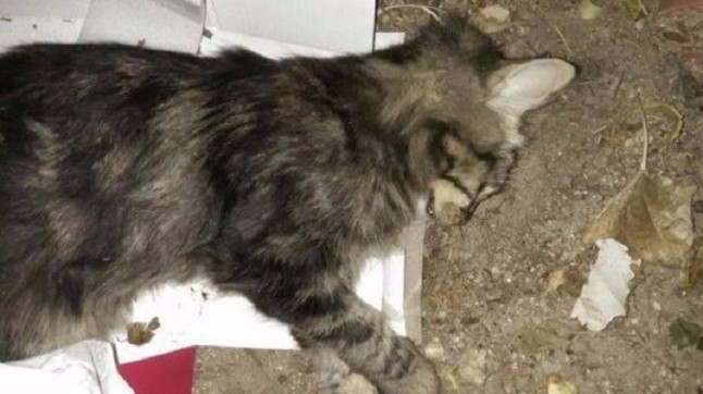 Investigan la muerte de dos gatos por "envenenamiento" en El Viso (Sevilla)