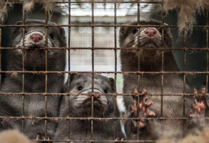 Más granjas de visones en España ‘una muy mala idea’ ante el tercer brote de COVD-19