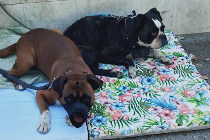 Mascotas. Proyecto #MejoresAmigos