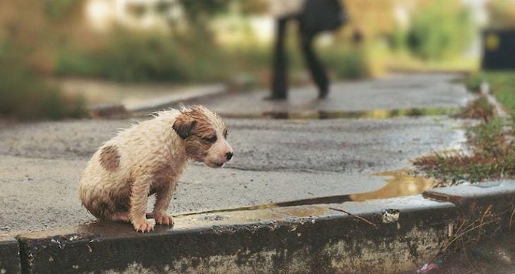 Ibiza. Cuatro cachorros abandonados en un contenedor en Sant Antoni de Portmany
