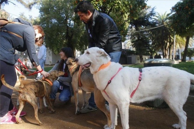 Cientos de expedientes sancionadores en Córdoba por vulnerar la normativa de animales de compañía