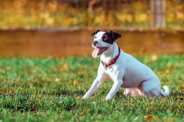 El Congreso empieza las negociaciones para eliminar la cosificación de los animales en el Código Civil