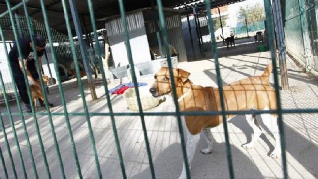 El Centro Integral de Acogida de Animales promueve la adopción de mascotas