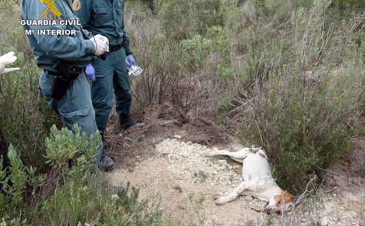 Investigan a una persona en Lucena (Córdoba) por el uso ilegal de veneno contra animales domésticos