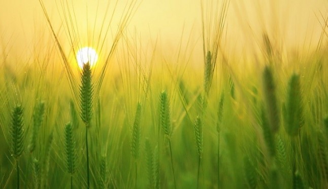 La FAO considera que la alimentación saludable debe ir de la mano del cuidado del planeta