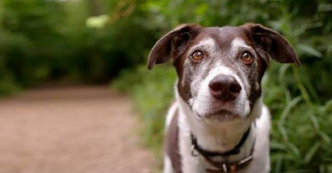 Las adopciones de perros y gatos crecen