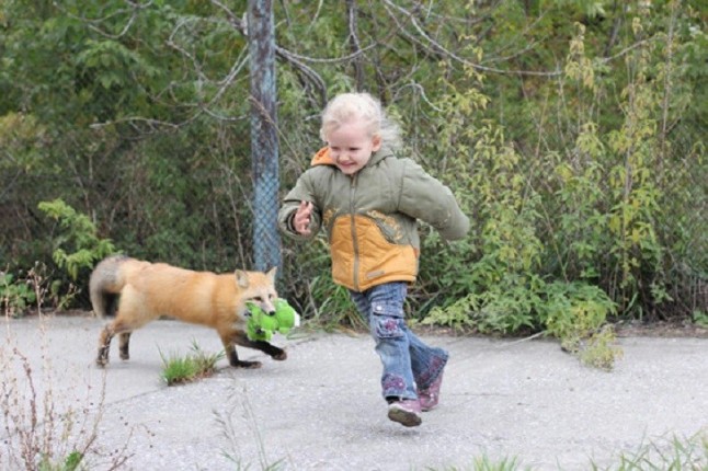 Zorros domesticados dan a conocer la genética implicada en su docilidad