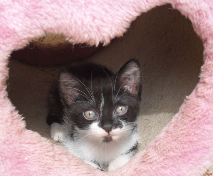 Dia Internacional del Gato 2020