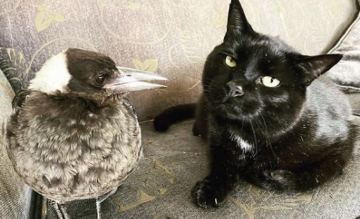 Amigos para siempre entre una urraca rescatada y un gato