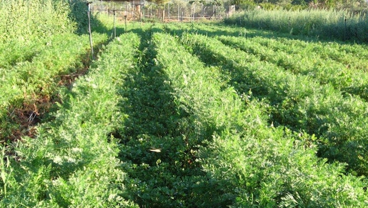 Andalucía dará ayudas a la producción ecológica junto a sus parques naturales
