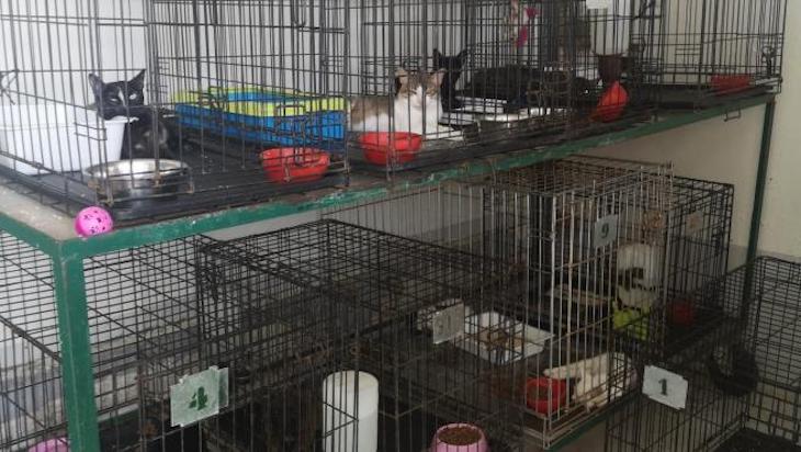 La ‘nefasta’ gestión del Ayuntamiento de Málaga por la gestión del Centro Zoosanitario