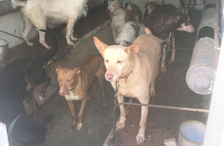 Ley Marco Estatal de Protección Animal desde el prima de Logroño