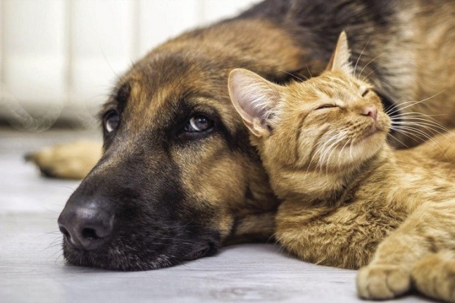 La Comunidad de Murcia invierte 5.000 euros en una campaña de adopción de perros y gatos abandonados