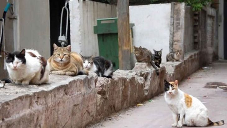 En Montornès del Vallès finalmente NO se instalará un castillo de fuego en la zona de una colonia de gatos