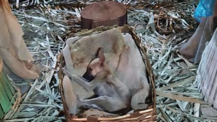 Un perro callejero durmiendo en un Belén