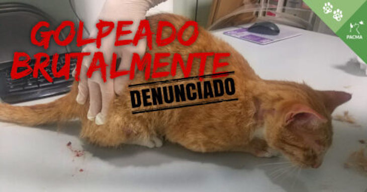 Un gato ‘eutanasiado’ por la paliza de su dueño