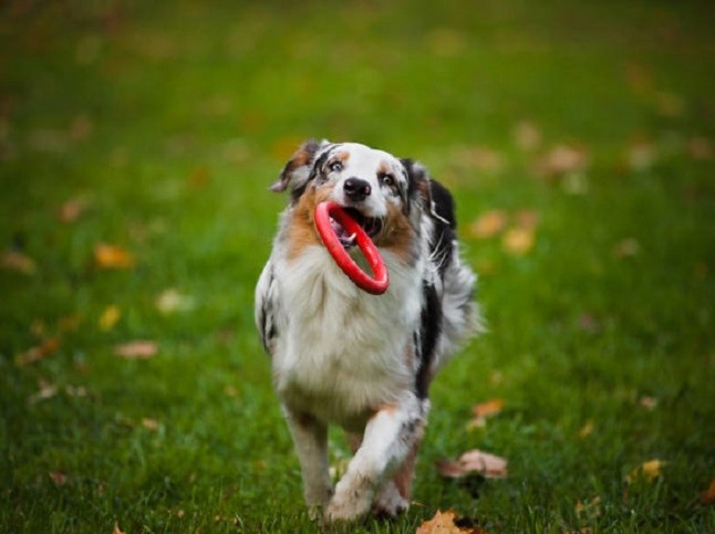 Santa Cruz de Tenerife impulsa una experiencia piloto en el parque Don Quijote para que los perros paseen sueltos