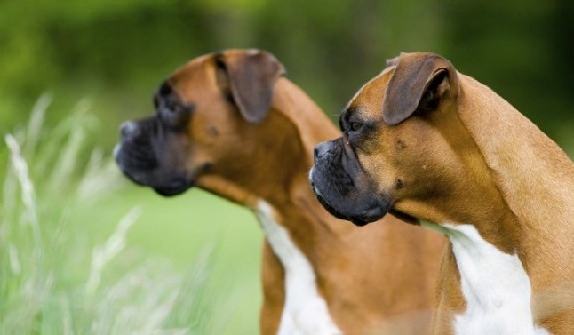 Incremento de incumplimientos de la normativa sobre animales de compañía en Andalucía