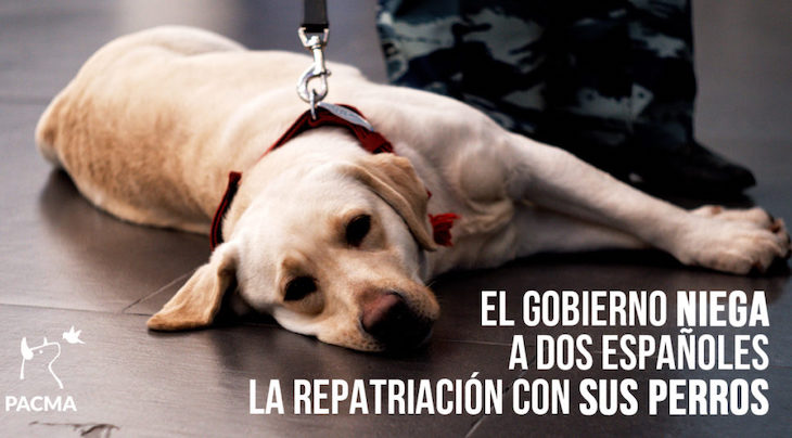 El matrimonio español en Panamá consigue volver a España con sus perros