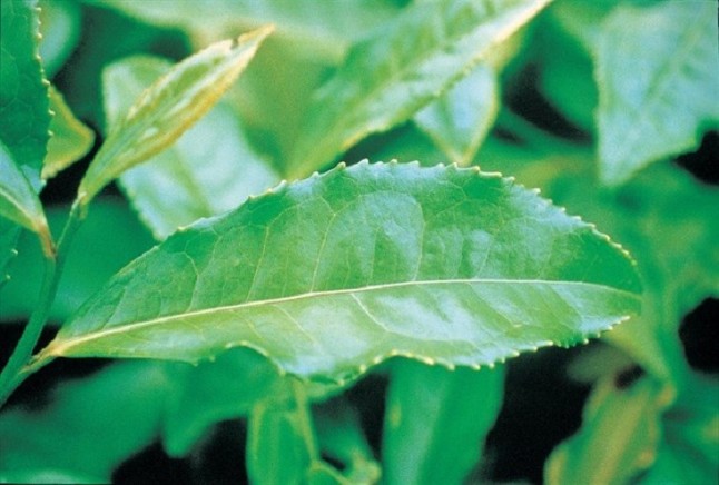 Las plantas medicinales no hacen milagros y menos adelgazando