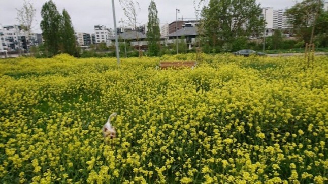 Abandono total de la zona de ocio de perros de Vitoria