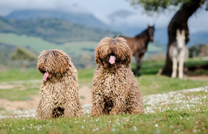 La importancia de declarar las razas autóctonas caninas Patrimonio Cultural e Histórico de España