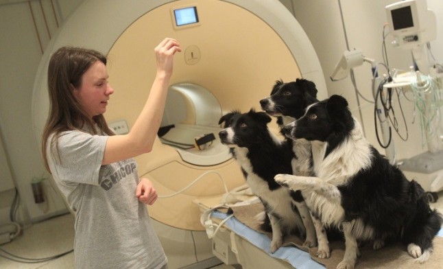 Pruebas de que los perros procesan el significado de las palabras