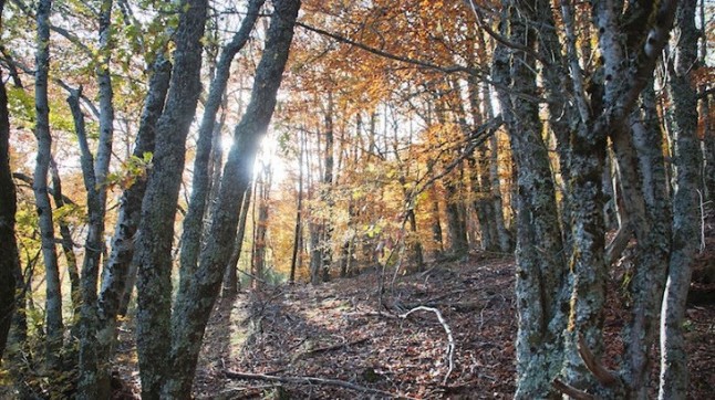 Auge de visitantes en la Tejera Negra tras su declaración como Patrimonio de la Unesco