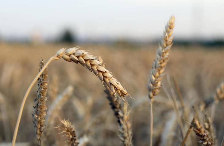 Claves del aumento del número de celíacos