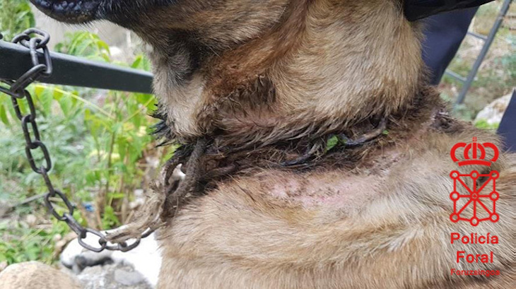 Localizada una perra en Funes con graves heridas en el cuello e imputado su dueño por maltrato