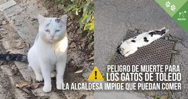 El Ayuntamiento de Toledo permite la alimentación de los gatos de las colonias