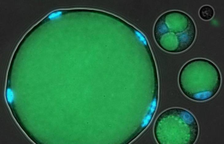 Tecnología verde permitirá estudiar el origen de los animales