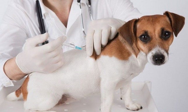 El Colegio de Veterinarios de Murcia lanza una campaña de vacunación contra la rabia