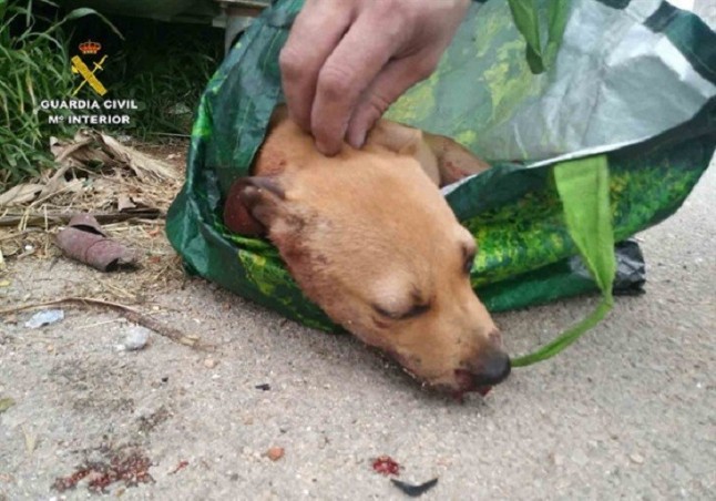 Detienen a un joven de 20 años como presunto autor de un delito de maltrato animal