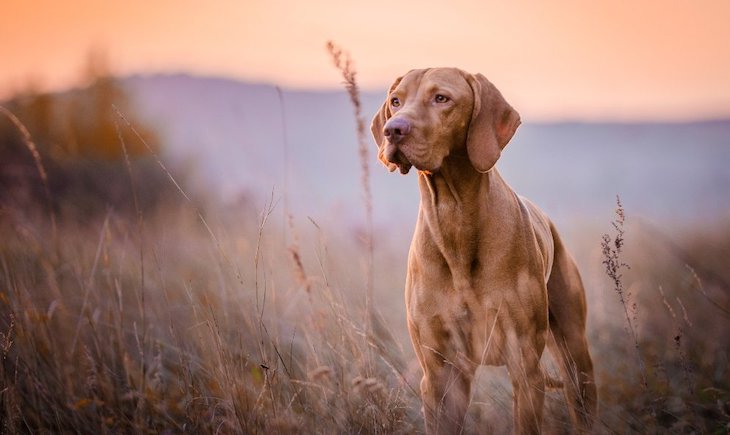 Catalunya hará cumplir la normativa que protege los perros de caza