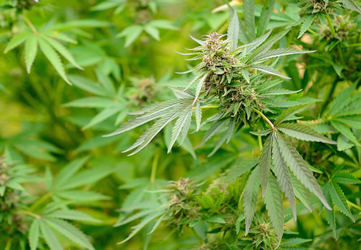 Fumar cannabis deteriora la visión