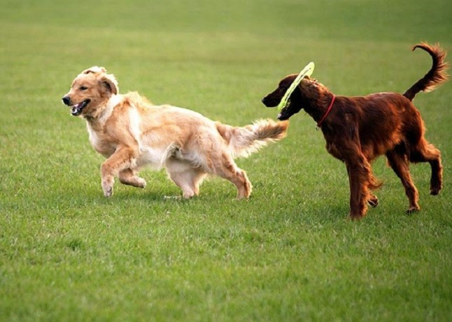 La Policía Local de Málaga denuncia en 2018 a 554 propietarios de perros por no inscribir su perfil de ADN