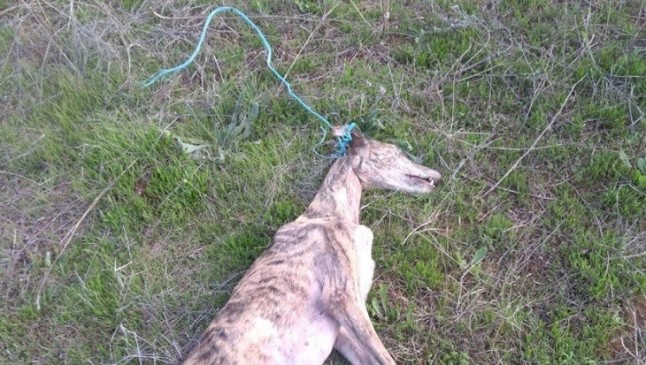 El Seprona investiga el hallazgo de una galga ahorcada en Rociana del Condado (Huelva)