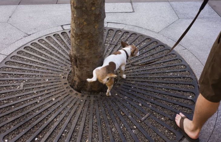Cullera se pone ‘seria’ con los orines de los perros