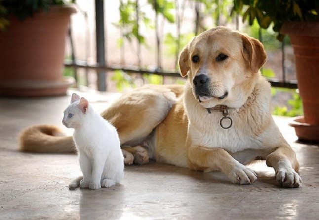 Todas las claves para que tener una mascota sea un éxito