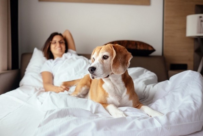 Los hoteles petfriendly de Madrid se incluyen en SrPerro