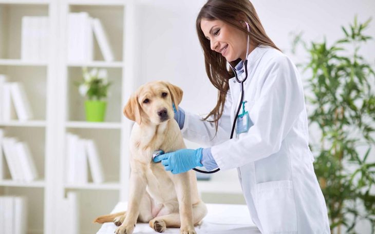 Los veterinarios quieren contribuir en la gestión del COVID-19