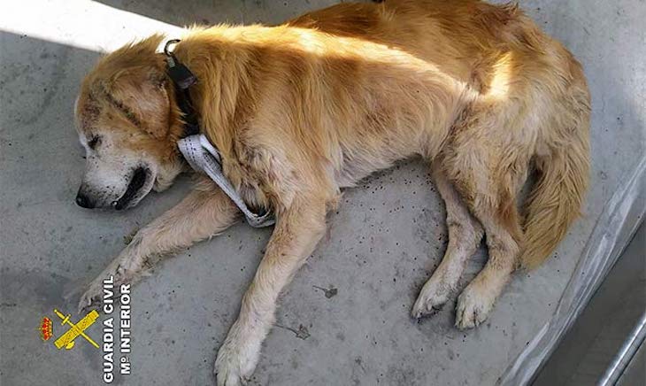 Murcia. Dos personas ‘investigadas’ por abandonar a un perro enfermo en un polígono industrial de Cieza