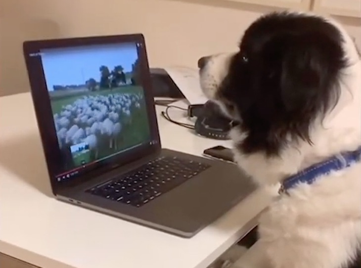 Teletrabajo de tu mascota