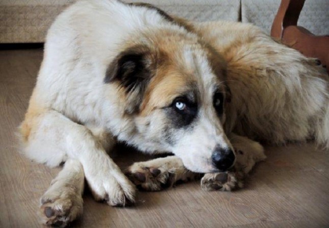 Más de 50 perros abandonados buscarán ser adoptados en el desfile solidario de Navidad de la protectora AUPA y Bioparc