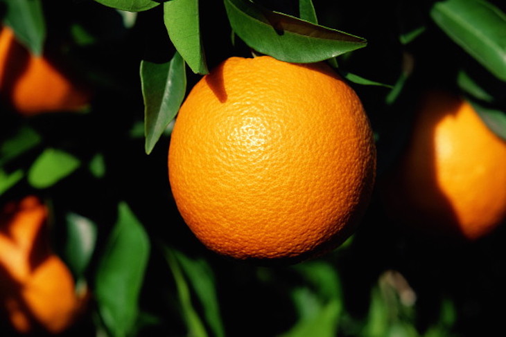 Clementinas y caquis son ricos en nutrientes y compuestos bioactivos