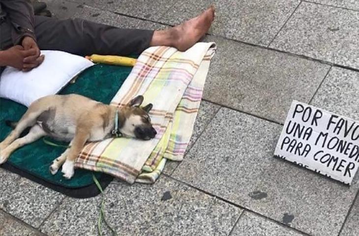 Animales explotados en Barcelona como reclamo por hipotéticos ‘indigentes’